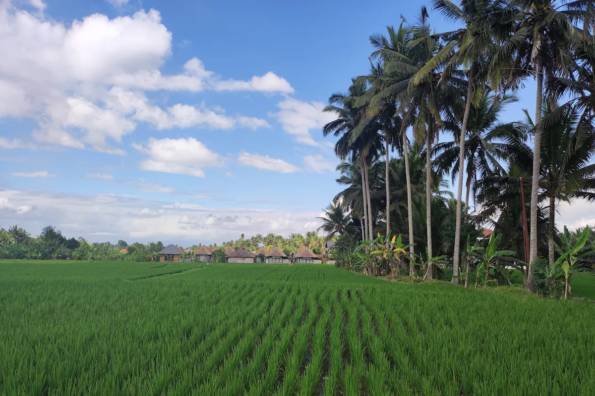 Risaia verde e palme a Bali