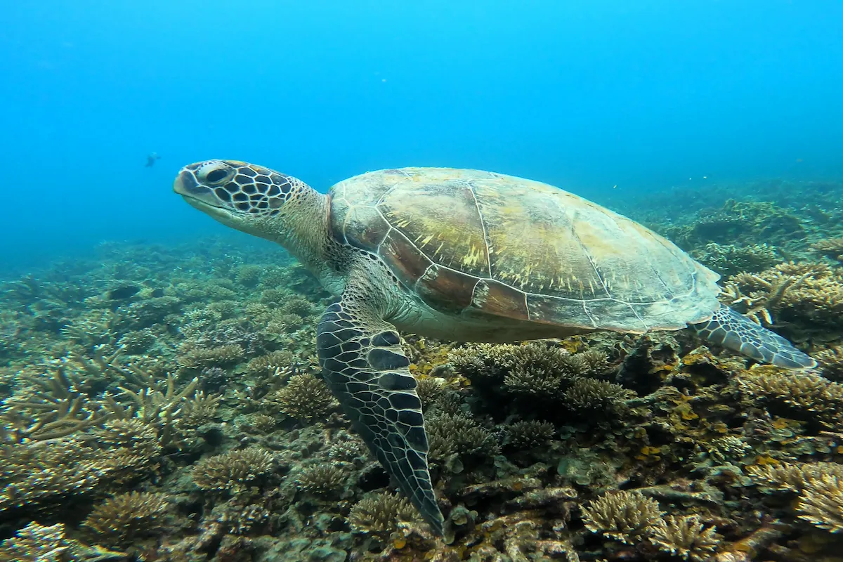 Snorkeling in Thailandia con le tartarughe