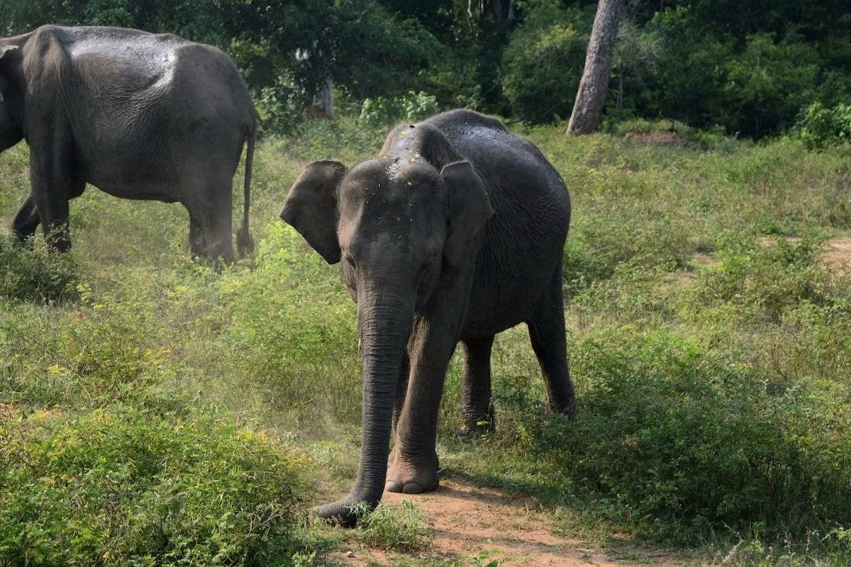 Cucciolo di elefante asiatico al Parco Nazionale di Yala in Sri Lanka.